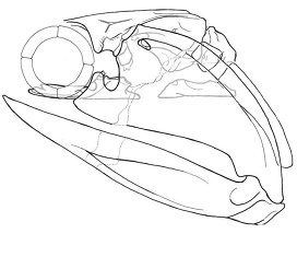 Реконструкция черепа Acanthodes bronni, подготовленная Коутсом и его коллегами