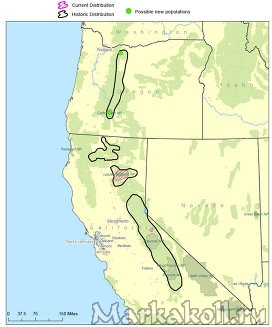 Карта исконных, существующих и предполагаемых мест обитаний горной красной лисы