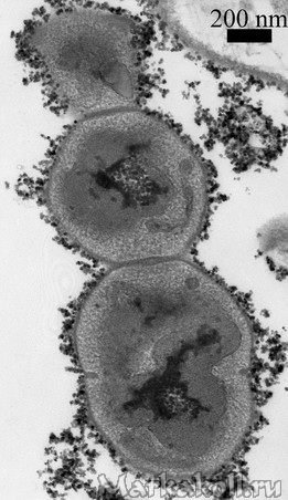 Магнитные наночастицы на поверхности микроскопической водоросли Chlorella