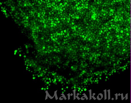 Искусственная биопленка из клеток