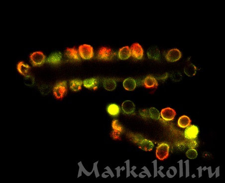 Цитозомы – трехмерные структуры, полученные из наномодифицированных клеток дрожжей